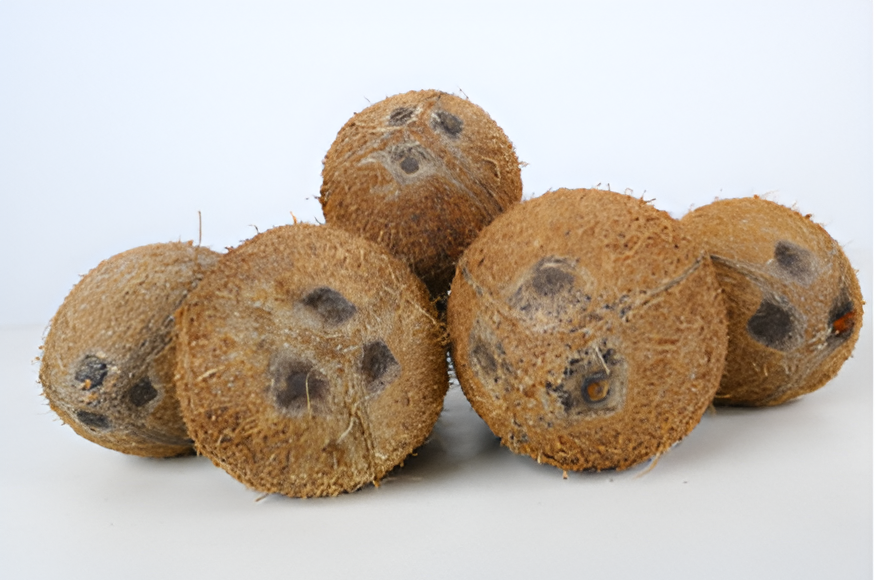 Black Coconut