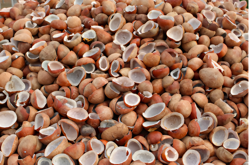 Dried Coconut Copra