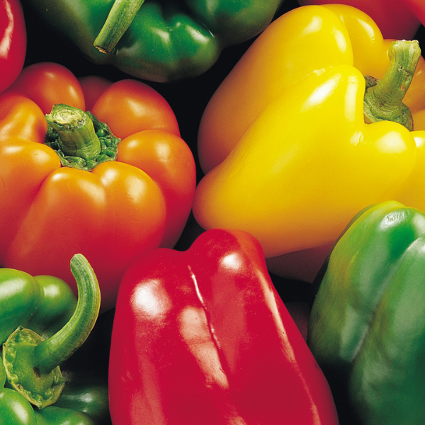 Capsicum